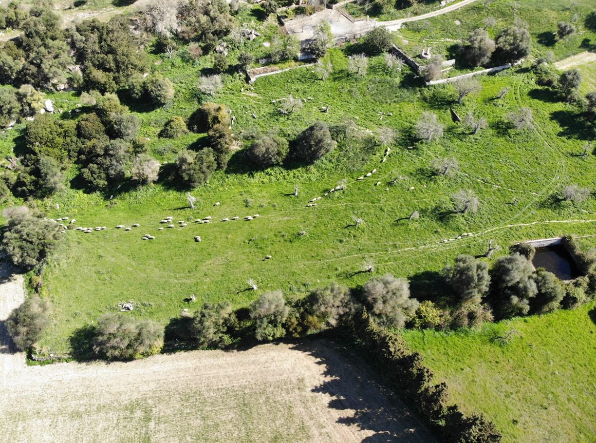 Vista aérea del rebaño cruzando el pasto de una finca mallorquina