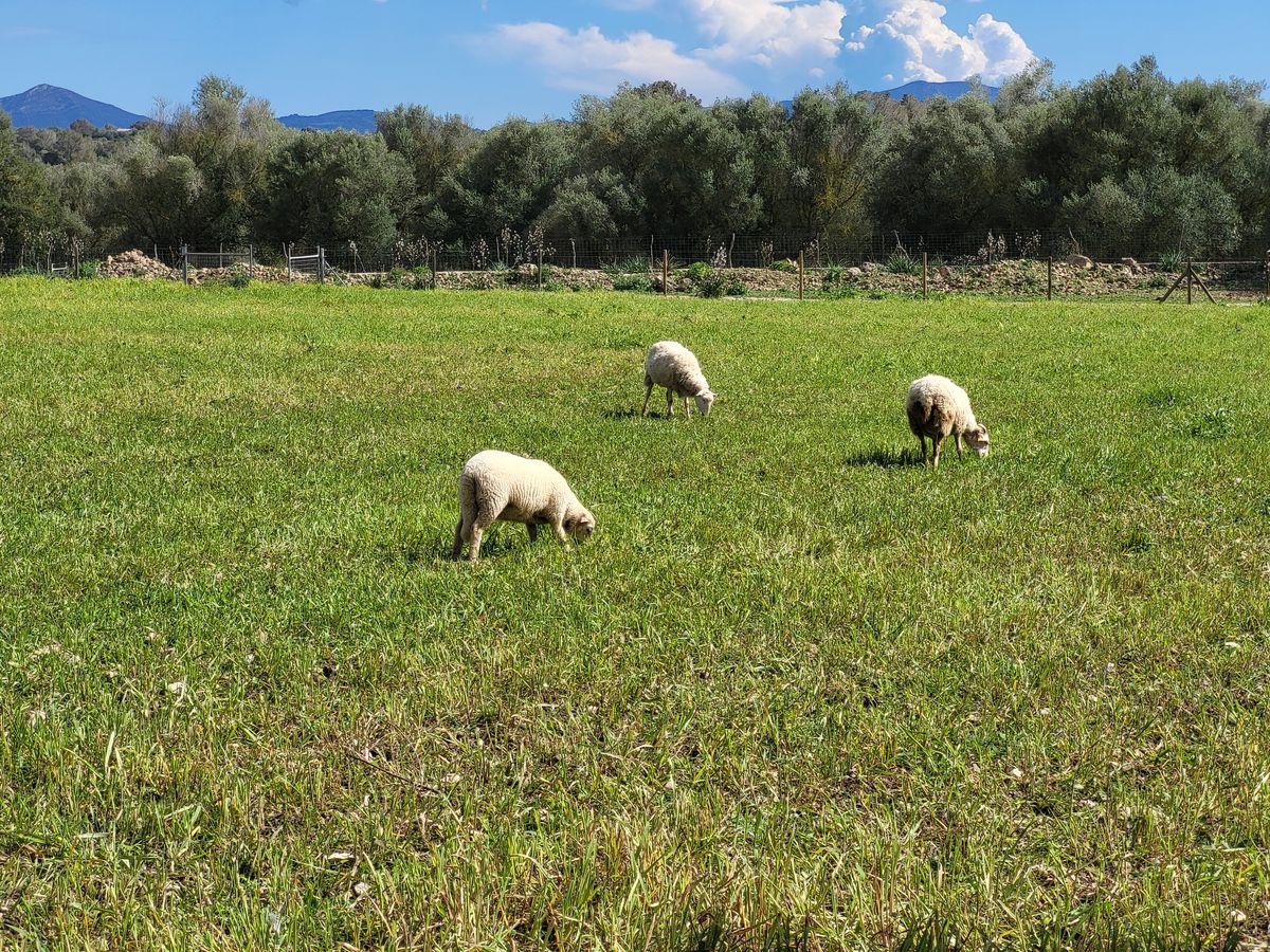 Ovejas pastando con la sierra al fondo