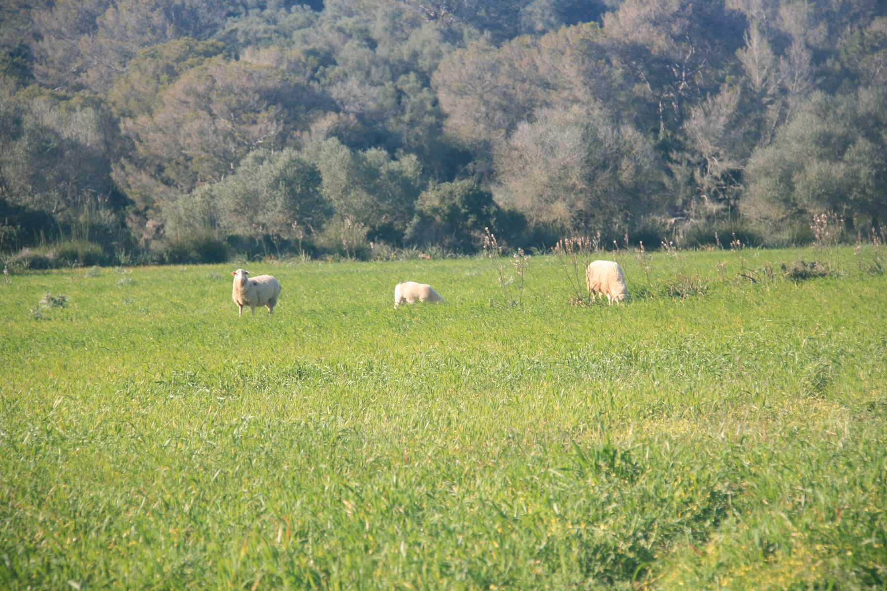 Tres ovejas pastando sueltas en un campo abierto